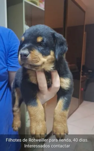 Cachorro Rottweiler Puro