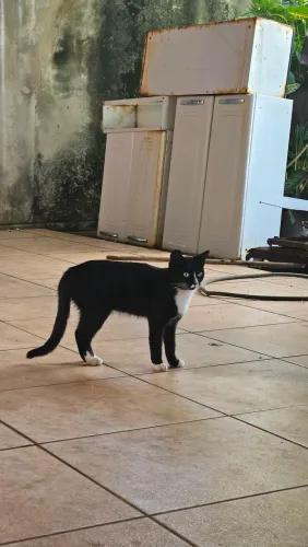 Doa-se Gatos (fêmea ou macho, filhote ou adulto)