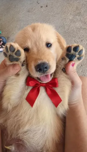 Filhotes de Goldem Retriever!
