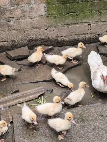 Patinhos