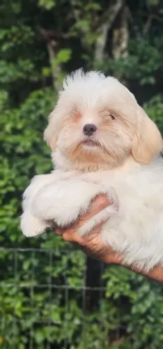 Shih-tzu macho 3 meses - Pronta entrega 