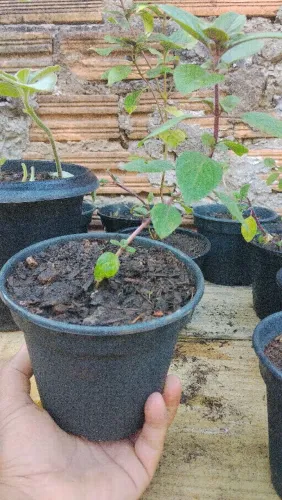 Mudas de manjericão roxo