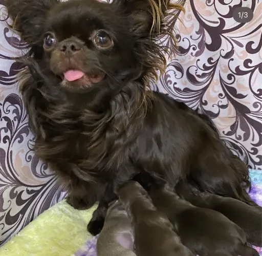 Chihuahua micro Filhotinhos machos pelo longo