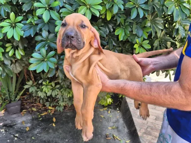 FILA BRASILEIRO - FILHOTES DISPONÍVEIS