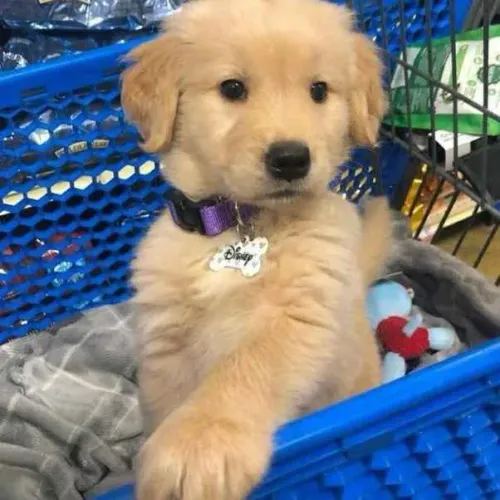 Filhote Golden Retriever, Seu novo amor de quatro patas te espera