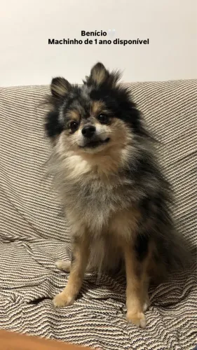 Macho Spitz Preto Merle tan