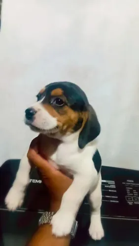 Beagle Macho Disponível