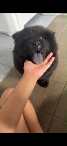 Vendo filhote de chow chow