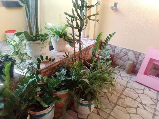 Plantas