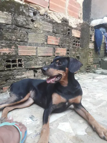 Dog pra Doação responsável 