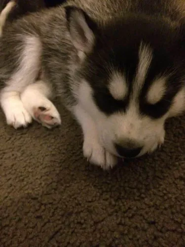 Filhote Husky Siberiano, Pequenos anjos peludos prontos para te fazer feliz!