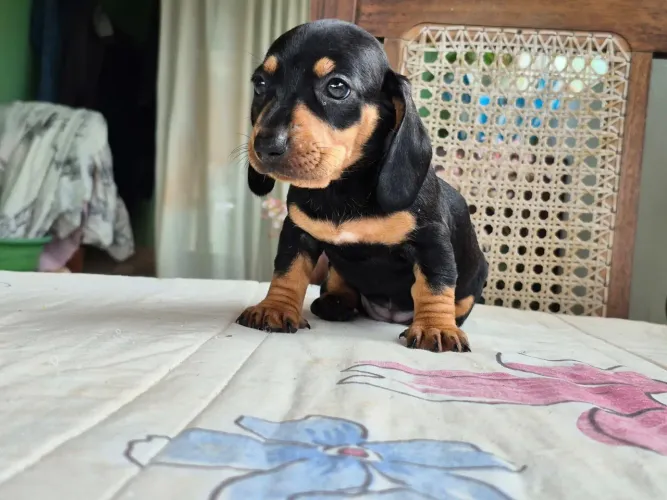 Filhotes disponíveis da raça Daschund