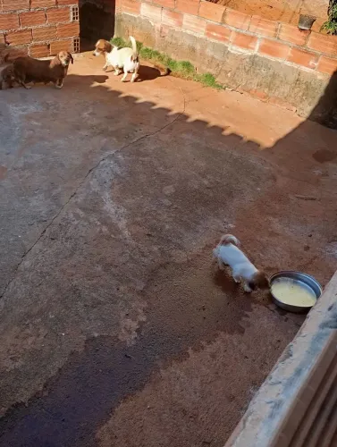 Venda de cachorro bassê 