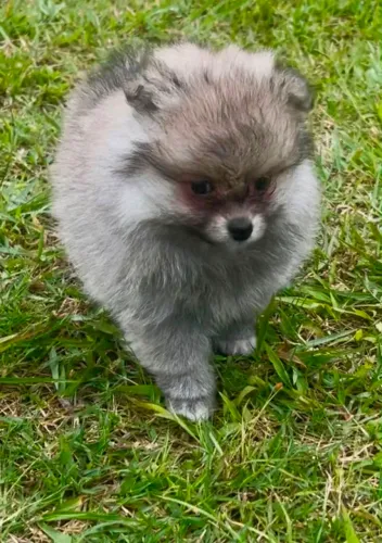 Filhote Spitz Alemão, Dê amor e receba amor para a vida inteira!