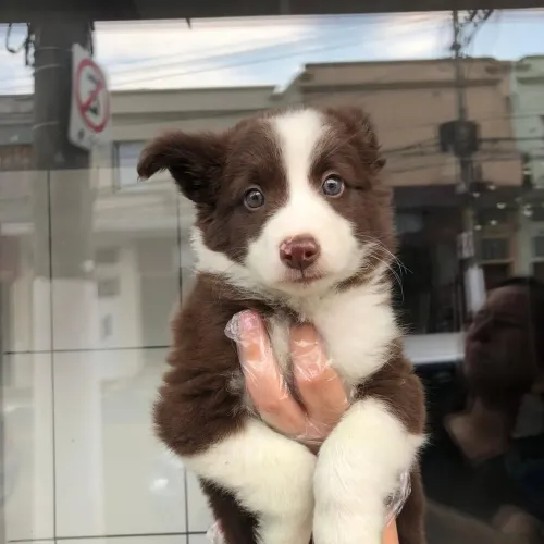 Promoção de border collie venha conferir