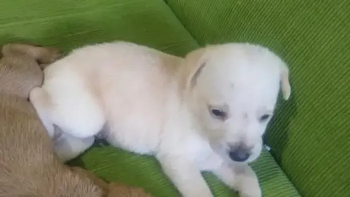Filhotes de Cachorro