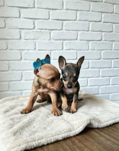 Pinscher