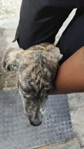 Estou doando essa fêmea, raça indefinida
