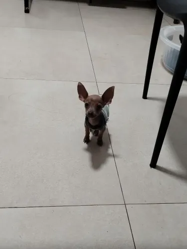 Pinscher