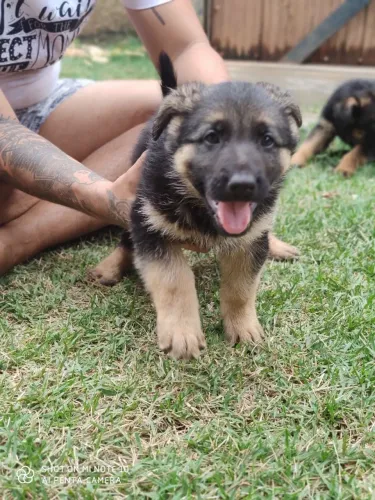 Pastor Alemão Padrão PM Capa Preta Lindos Filhotes com Pedigree