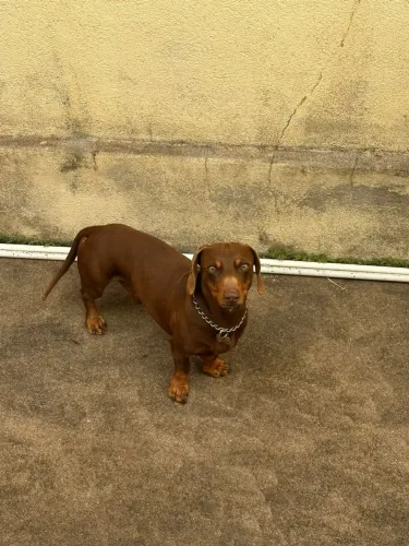 Lindas filhotes de dachshund femêa