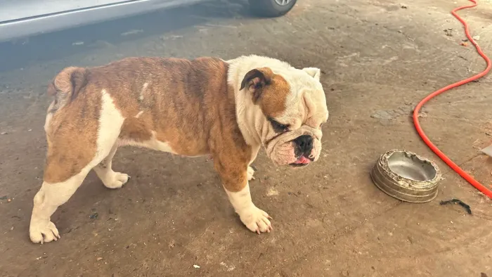Buldogue inglês fêmea procura namorado
