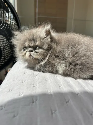 Gato persa