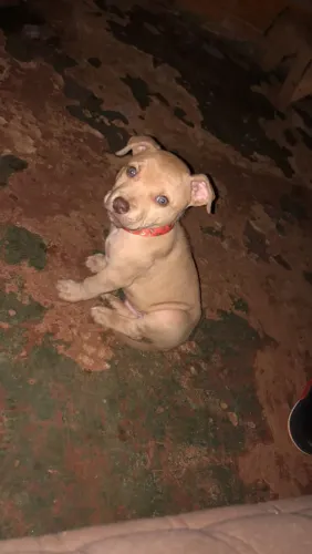 Vendo um cachorro  Pit bull moster 