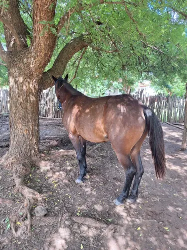 Egua quarto de milha 