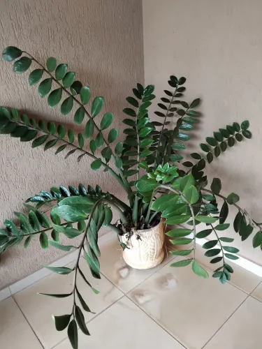 Planta zamiocuca vaso cheio