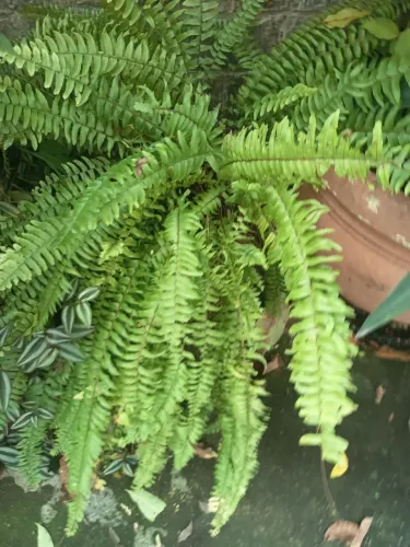 Planta natural samambaia