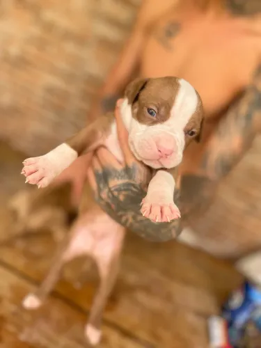 Vende se cachorros filhotes de pitbull Red nose