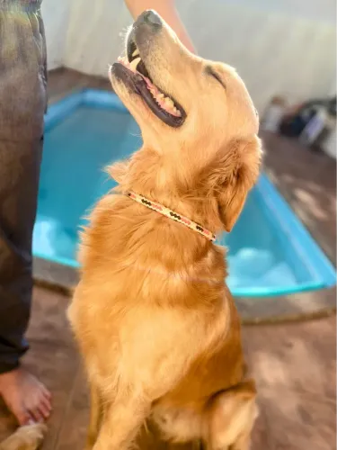 Filhotes Golden Retriver 