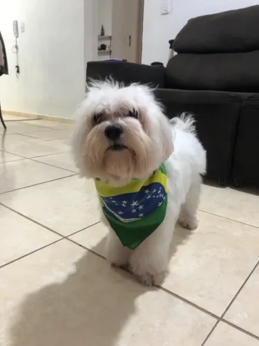 Vendo maltês macho