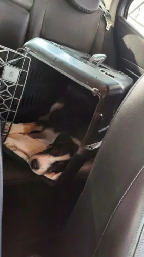 Casa de transporte para cachorro n 5