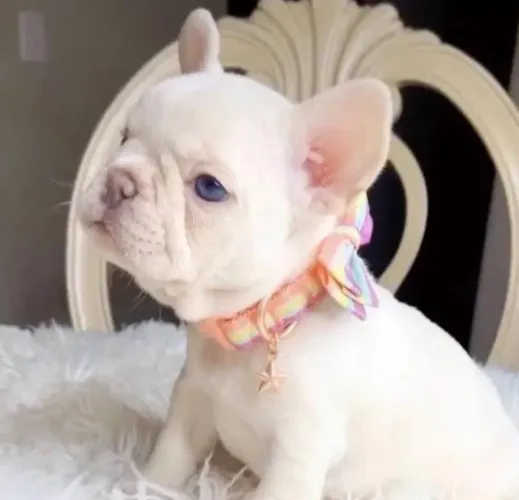 BULLDOG FRANCÊS