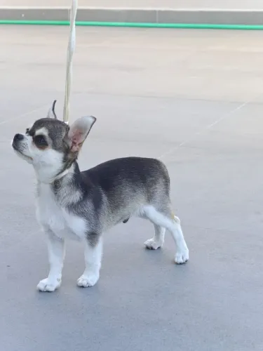 Chihuahua futuro campeão CBKC