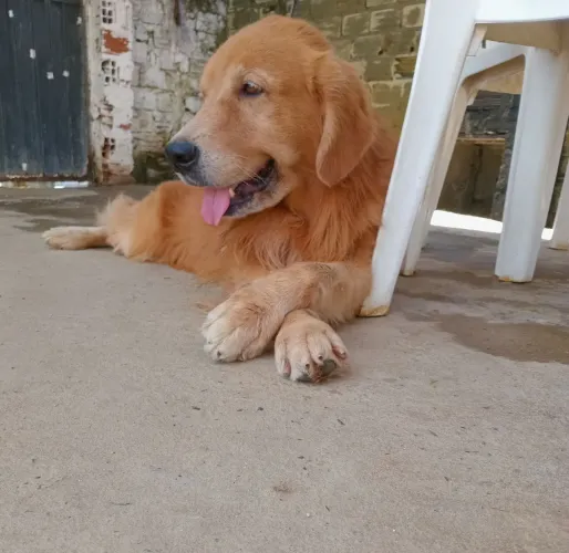 Cachorro golden retriver