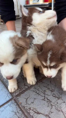 Filhotes de Husky Siberiano Puro - Vacinados e Vermifugados