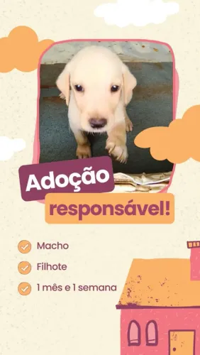 Doação de Filhotes