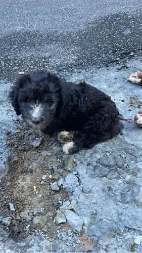 Poodle fêmea 