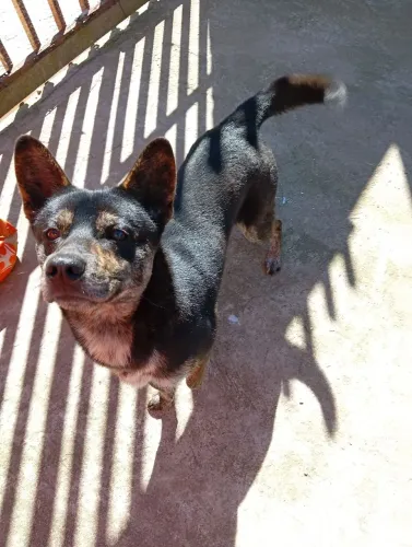 Preciso de um lar para esse cachorrinho