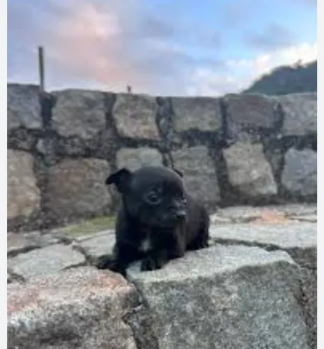 Pinscher zero disponível 