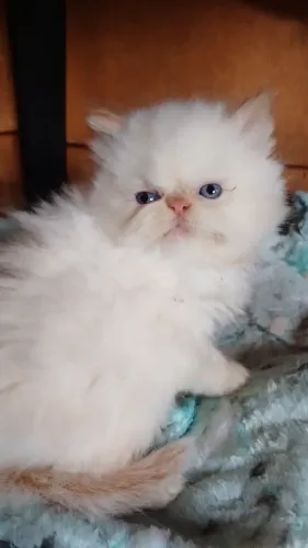 Lindo filhote de gato persa macho olho azul puro.Parcelo.Entrego Joinville, Camboriú, Flor