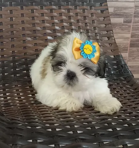 Shihtzu 