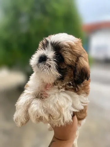 SHIH TZU MINIATURA 