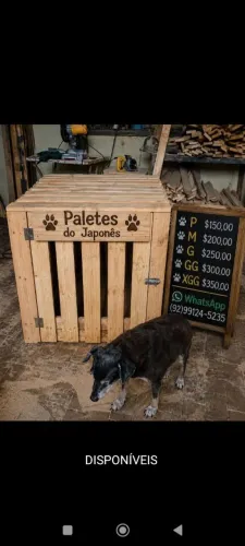Caixa transporte Pet cachorro