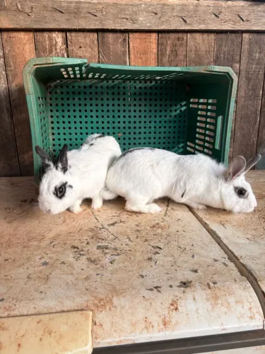 Casal de mini coelho