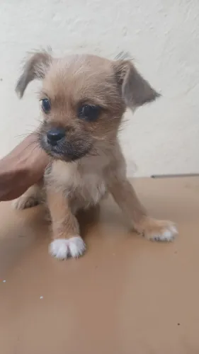 Doação de filhotes de cachorro