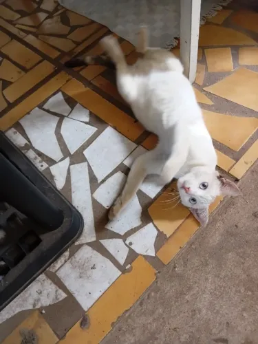 Adoção responsável de gatinha filhote na rua